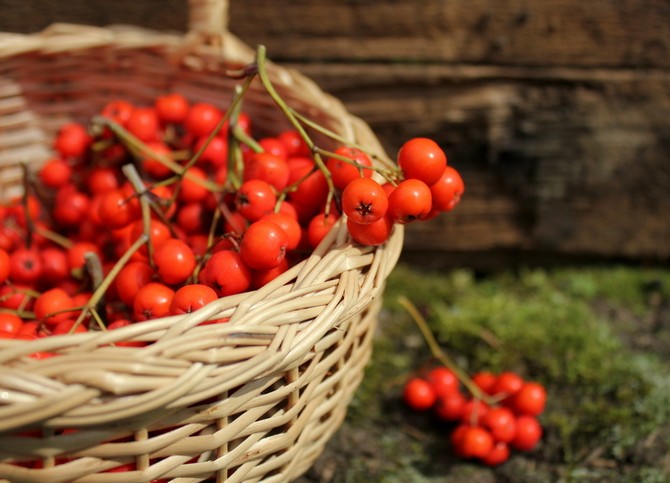 Basket with berries