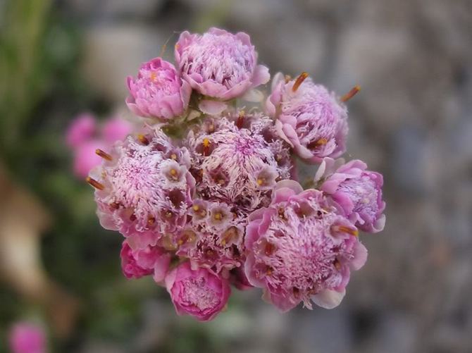 Antennaria is een kattenpoot. Bloemverzorging en teelt. Planten en kweken