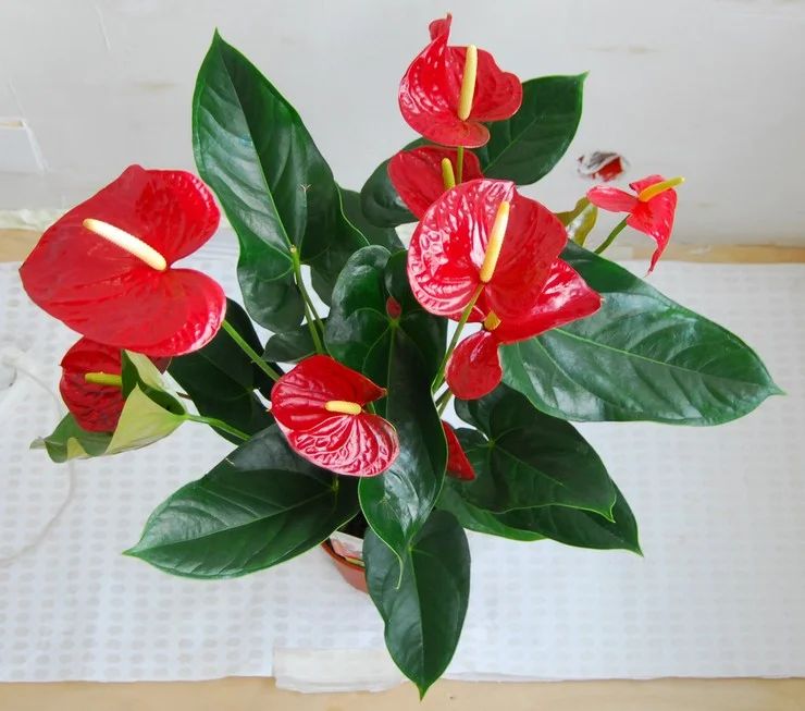 Anthurium-bewateringsmodus