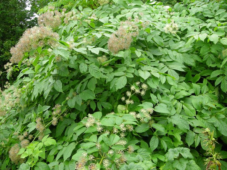 Nuttige eigenschappen van aralia