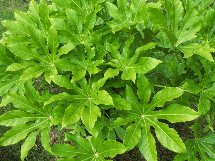 Aralia: planten en verzorgen in het open veld, geneeskrachtige eigenschappen en contra-indicaties