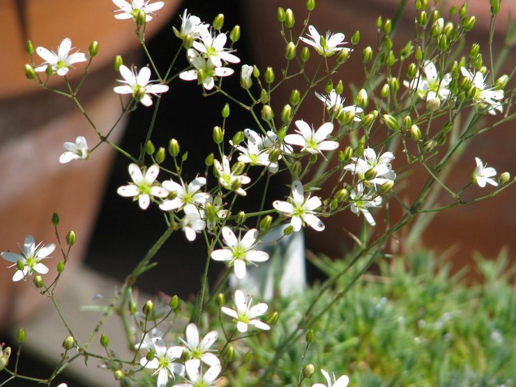 Thuis arenaria kweken uit zaden