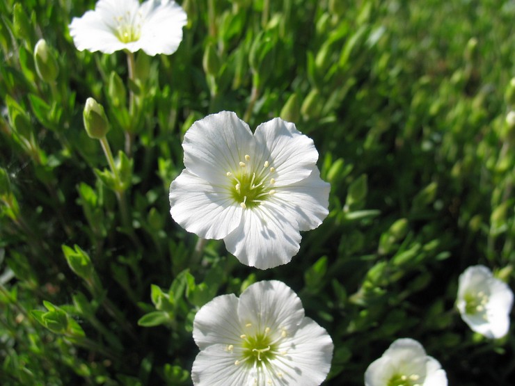 Arenaria in landschapsontwerp