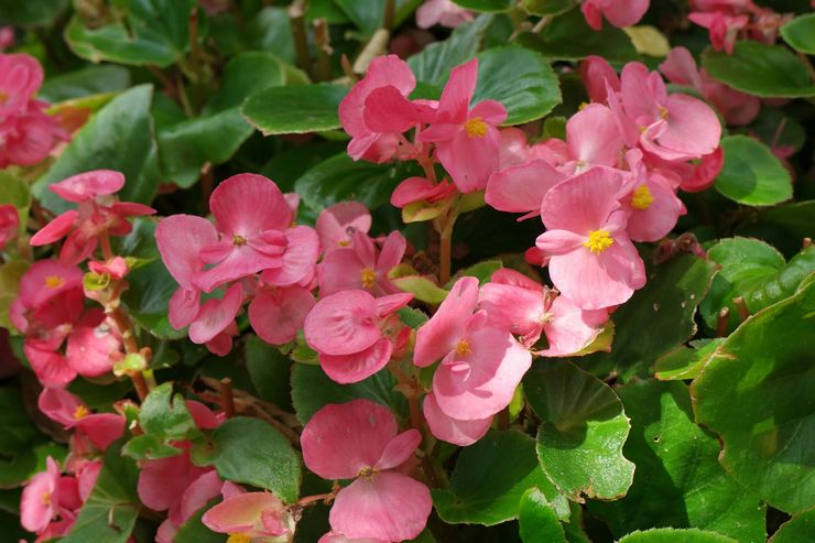 Altijd bloeiende begonia