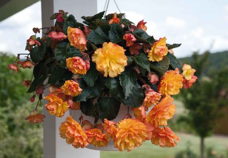 Hybride variëteiten van decoratieve bloeiende begonia's