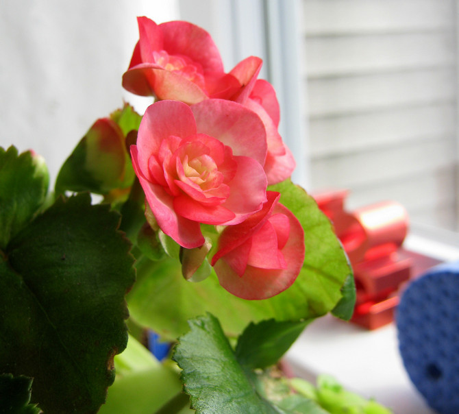 Thuis begonia zorg