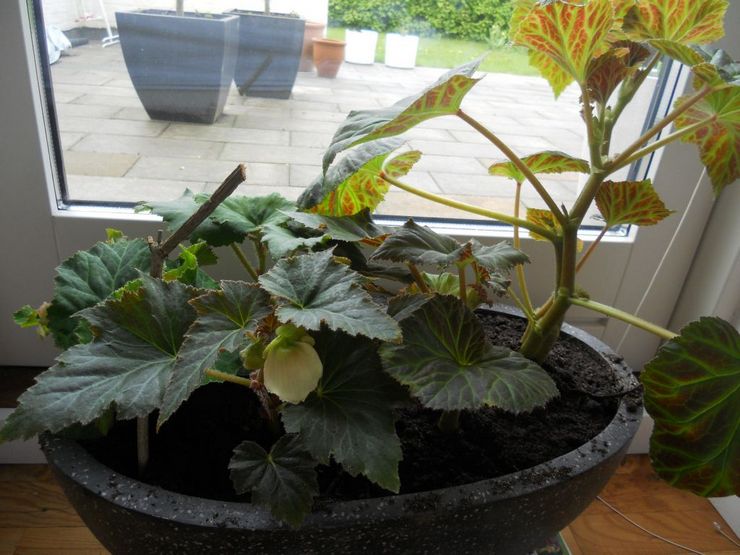 Knolbegonia