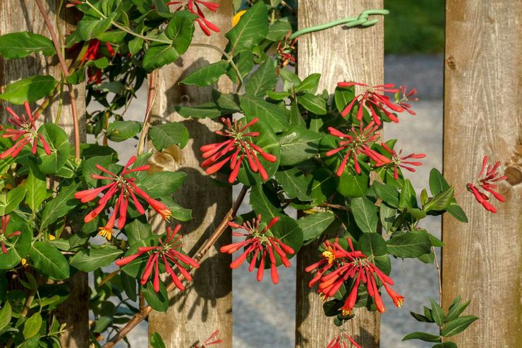 Curly honeysuckle