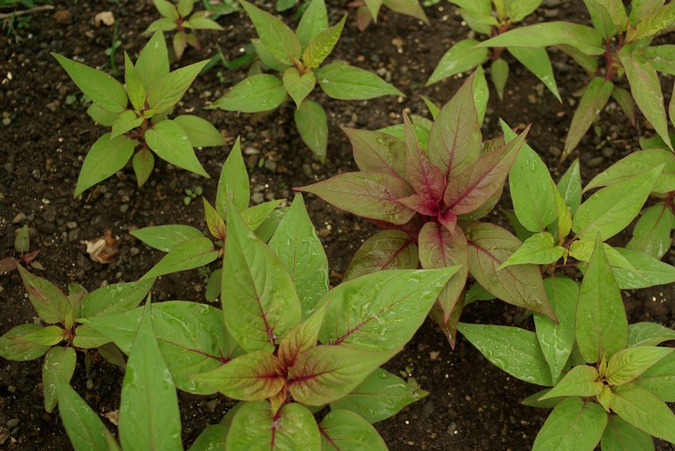 Cellose planten in de volle grond