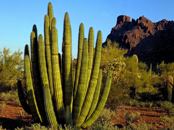 Cereus cactus