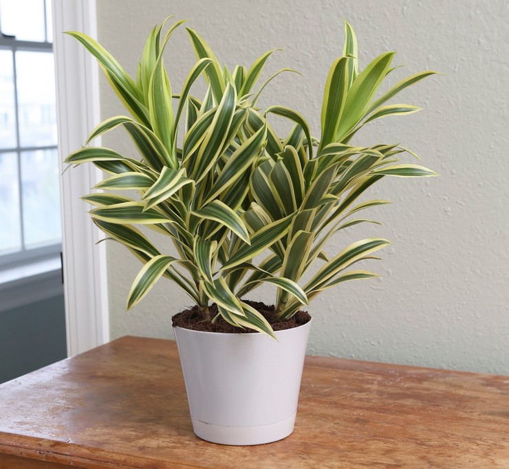 Thuis opgevouwen dracaena verzorgen