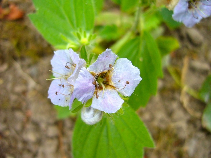 Phacelia bolanderi