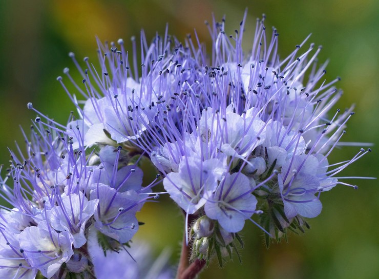 Phacelia: planten en verzorgen in het open veld, groeien uit zaden, foto's en soorten