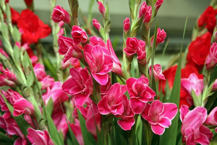 Gladiolenverzorging buiten