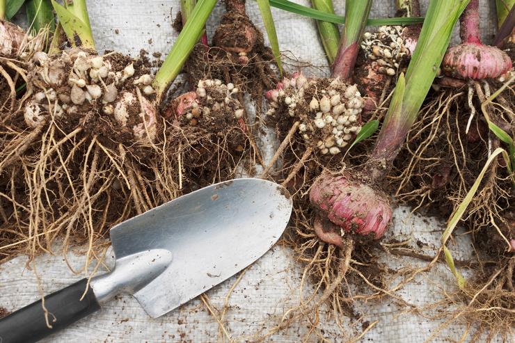 Graven en bewaren van gladiolenbollen