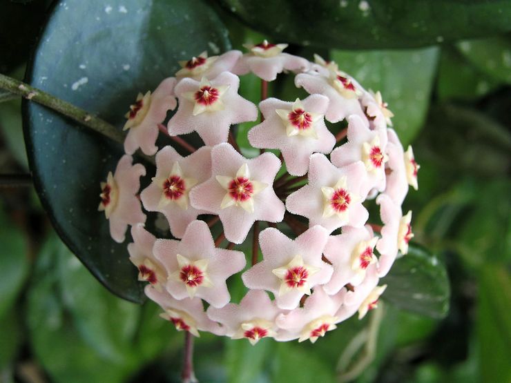 Hoya plant