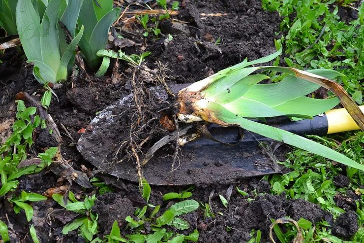 When to transplant irises