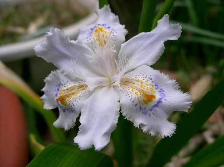 Japanese iris