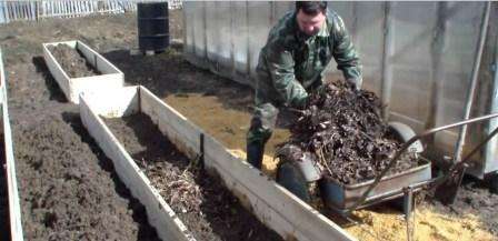 Het is niet alleen belangrijk om een ​​​​warm bed op de juiste manier te maken, maar ook om geschikte planten te kiezen om te groeien