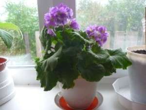 The end of January is the time to bring the primroses into the room. But watch the temperature, it should not exceed 18 degrees. Gradually begin to water the primrose, waiting for flowering. Some plant species begin to delight with flowering in February. Temperature regime not higher than + 15 allows to extend the flowering period. The faded primrose is left in the room until the moment when it can be planted in the garden.