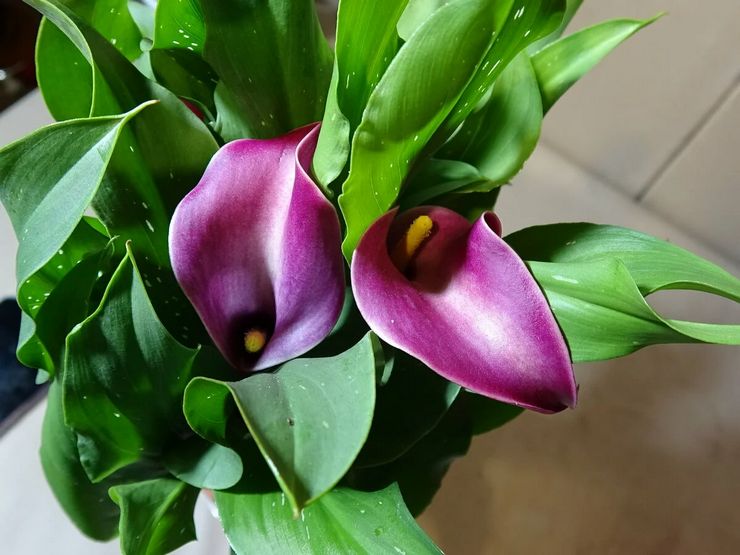 Calla liliomok