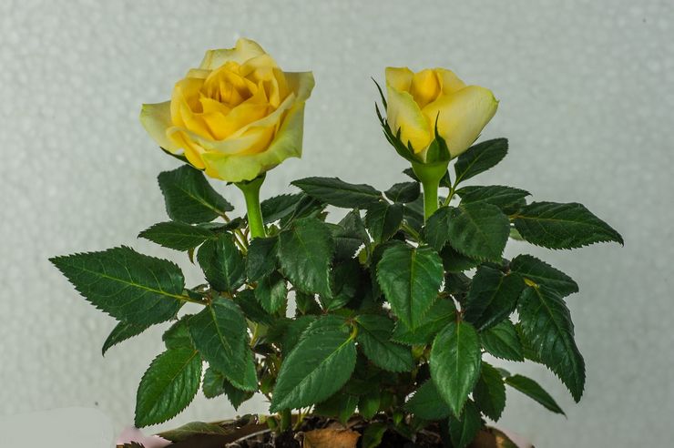 Róża Żółta Dol