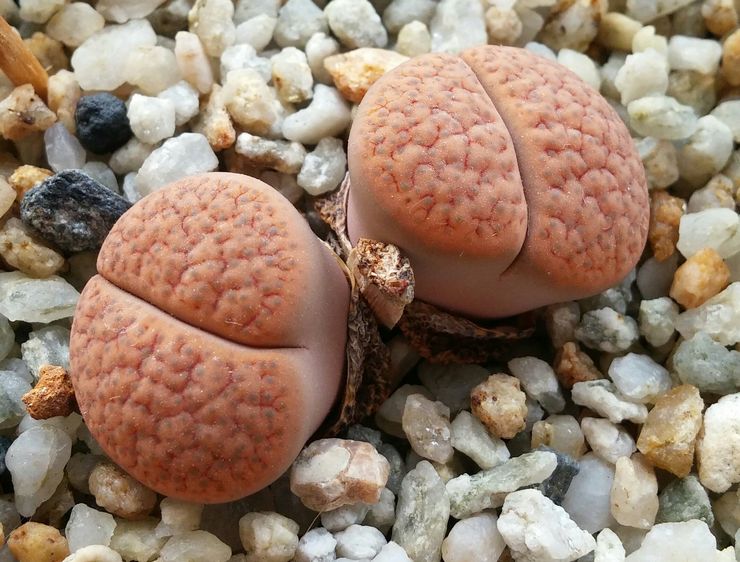 Lithops redhead