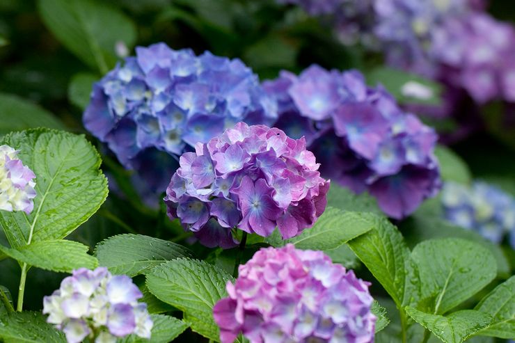 Hydrangea