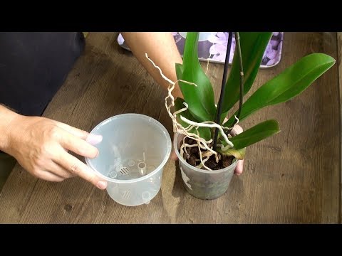 ORCHIDEE VERTALING ZEER GEMAKKELIJK // gedetailleerde video van phalaenopsis transplantatie