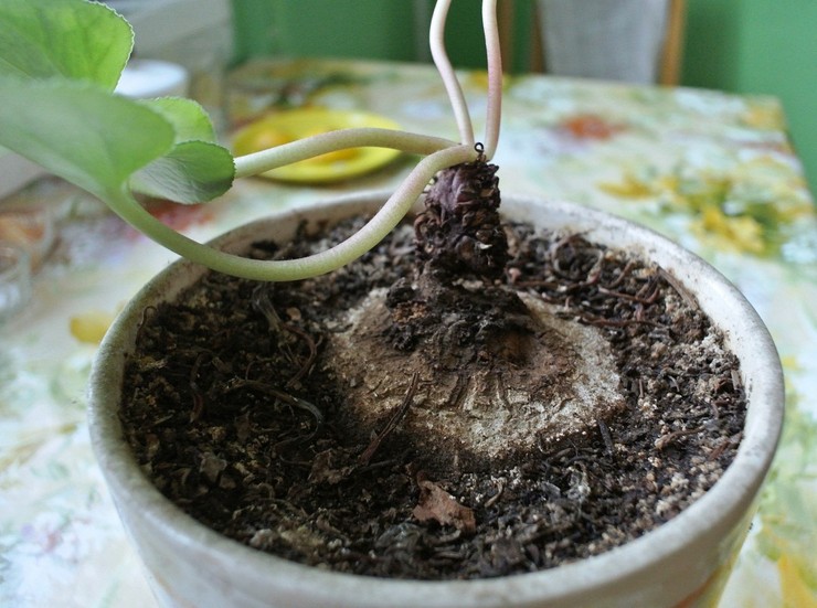 How to transplant cyclamen correctly