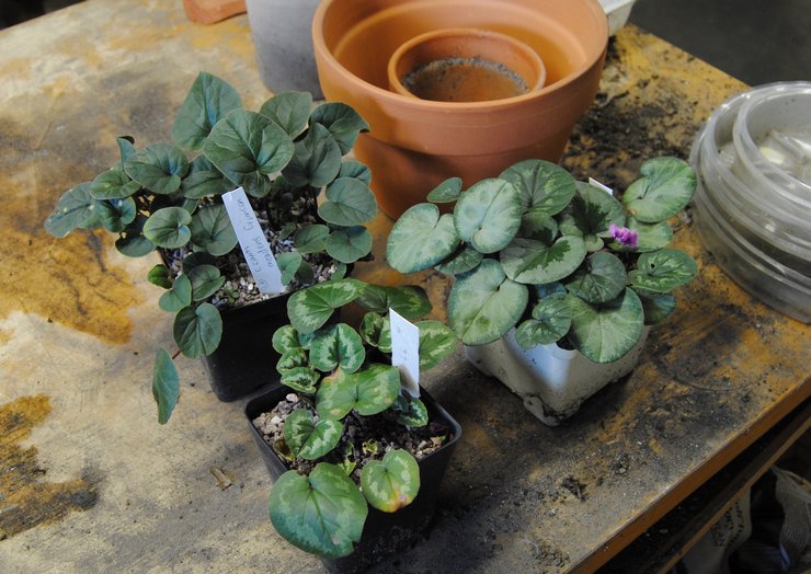 Cyclamen transplant at home