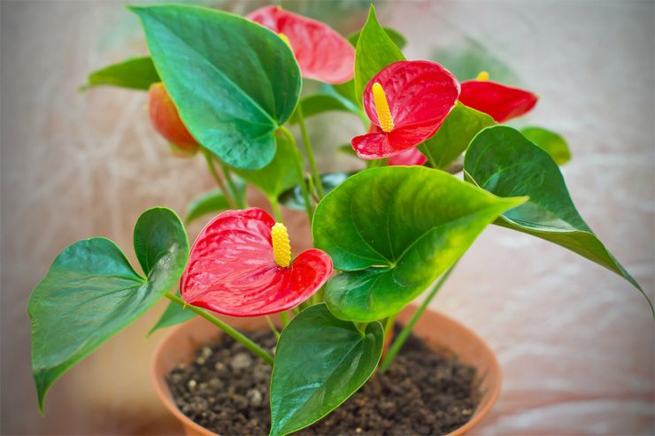 Miért nem virágzik az anthurium?