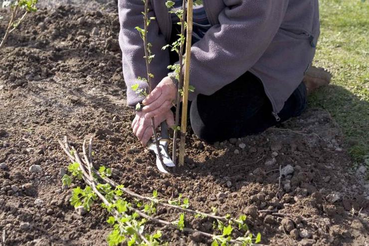 Planting black currants in autumn