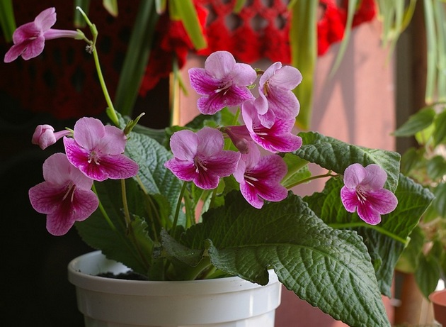 A Streptocarpus lágyszárú, virágos növény