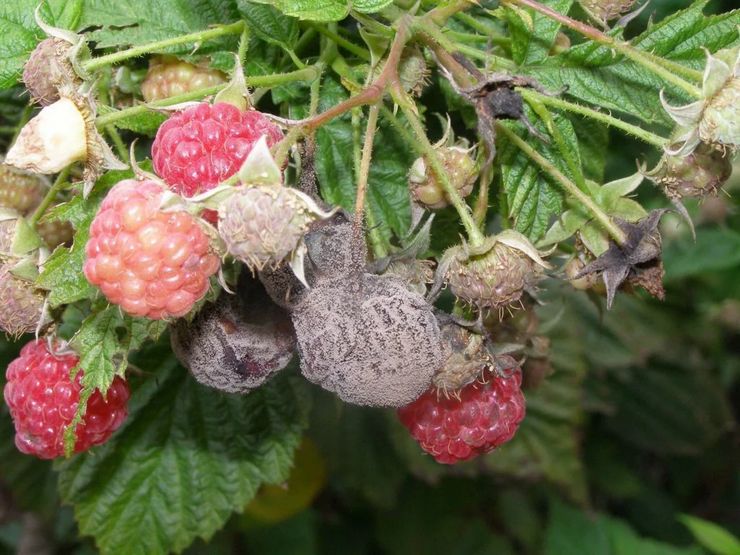 Diseases of the remontant raspberry