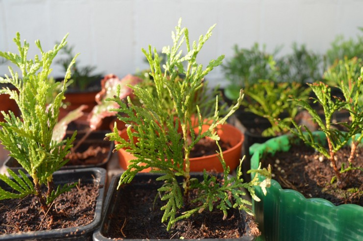 Thuja-vermeerdering door stekken