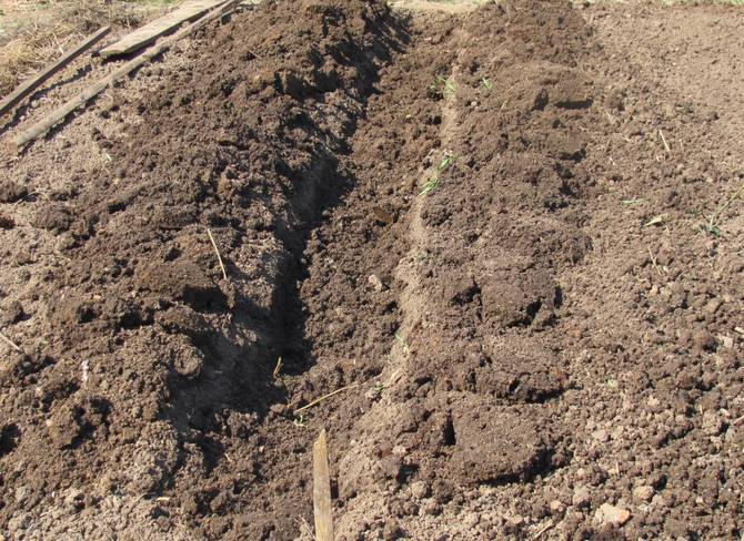 Preparing trenches for planting potatoes