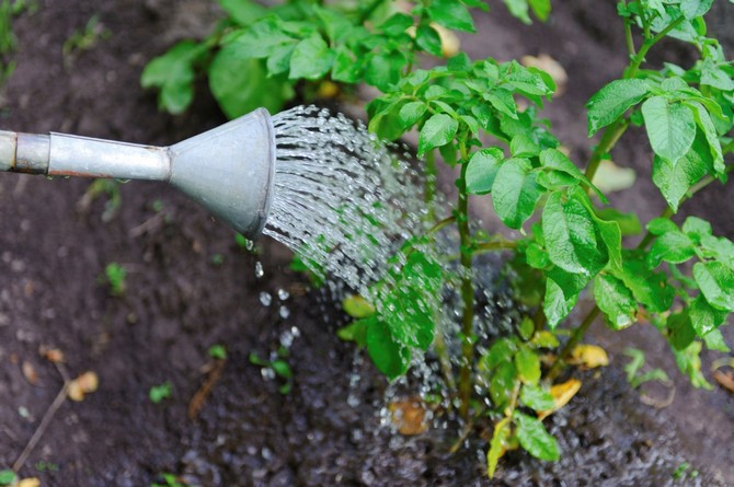 Watering and feeding potatoes