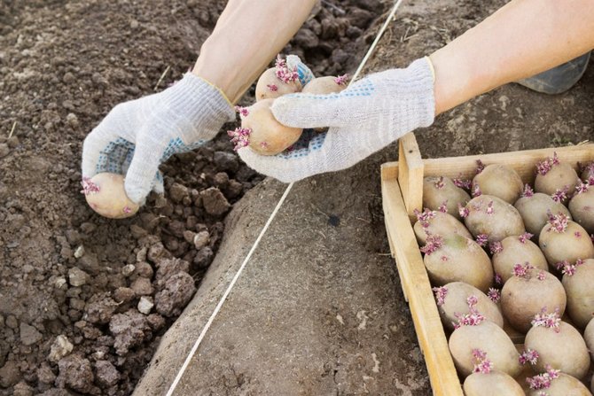 Potato growing methods: growing potatoes in trenches