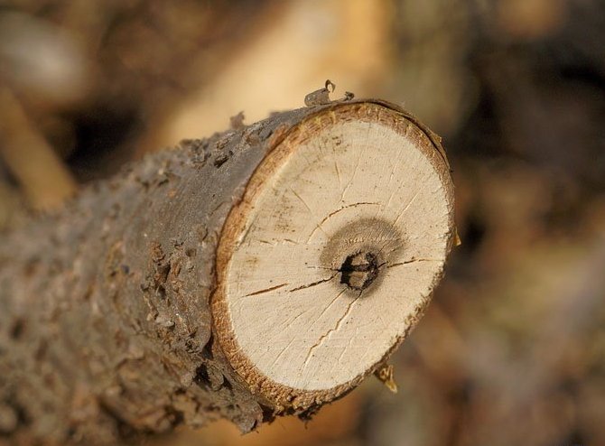 Bij het kopen en planten van aalbessenzaailingen is het noodzakelijk om ze zorgvuldig te onderzoeken op de aanwezigheid van een plaag.