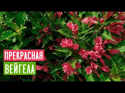 WEIGELA �� Kenmerken van zorg en teelt / Tuingids