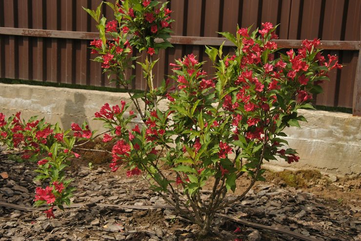 Weigela verzorging in de tuin