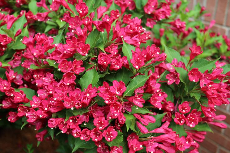 Weigela snoeien