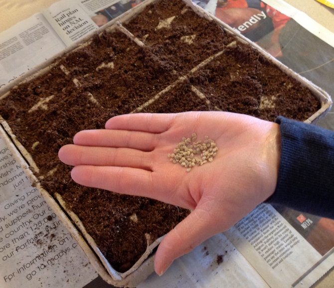 Sowing tomato seeds for seedlings