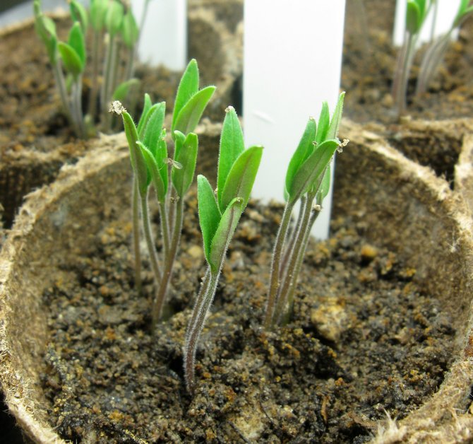 When at least 2 leaves are formed on young seedlings, and this is about two weeks later, you can start picking.