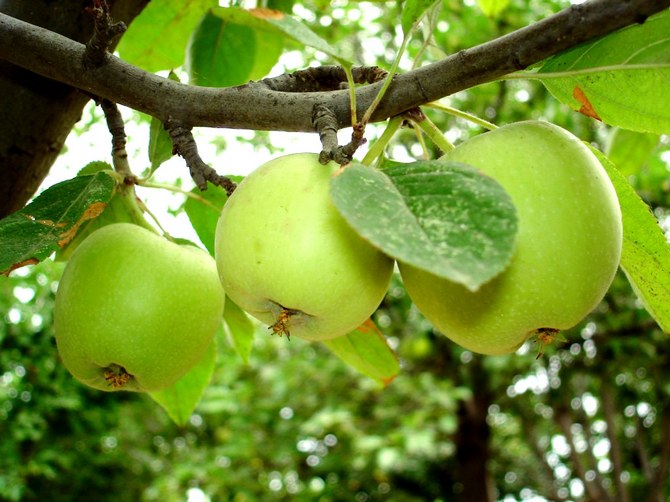 Наслояване на въздуха: възпроизвеждане на ябълково дърво без присадки